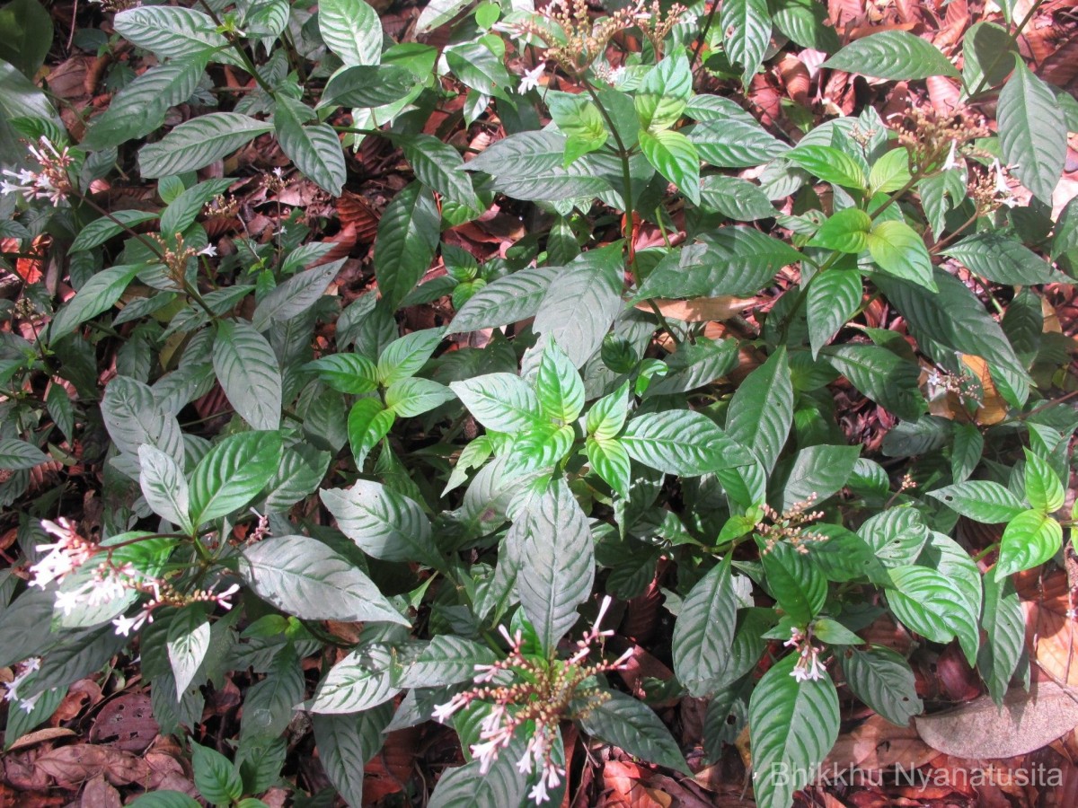 Ophiorrhiza nemorosa Thwaites